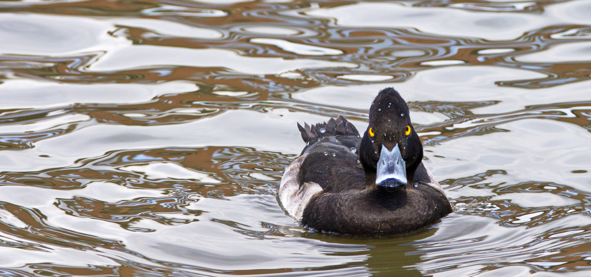 Lake Hyoko - Australien & Japan 2012