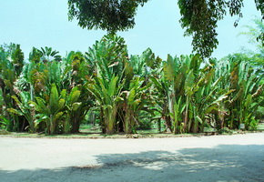 Jardim Bot&acirc;nico